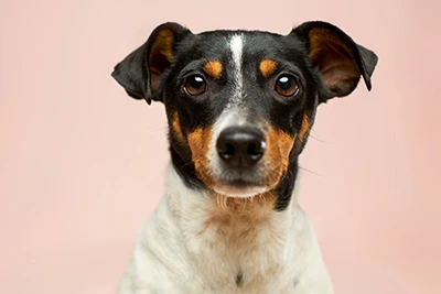 Test sugli anticorpi della Brucella canina: salvaguardia della salute riprodu...
