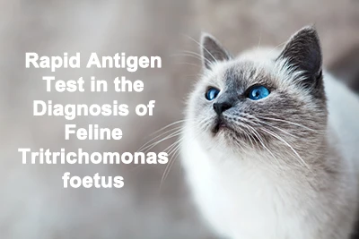 Test rapido dell'antigene nella diagnosi del feto di Tritrichomonas felino